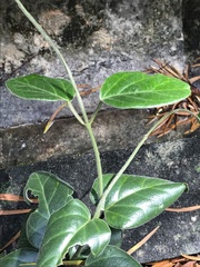 Vincetoxicum hirsutum