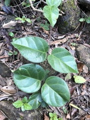 Vincetoxicum hirsutum