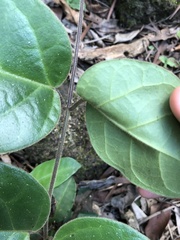 Vincetoxicum hirsutum