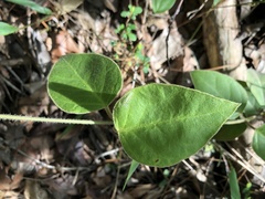 Vincetoxicum hirsutum