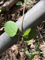 Vincetoxicum hirsutum