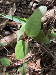 Vincetoxicum hirsutum