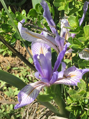 Iris longipetala