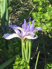 Iris longipetala