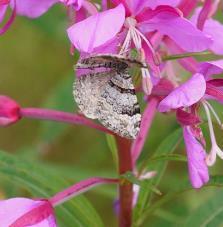 Xanthorhoe abrasaria