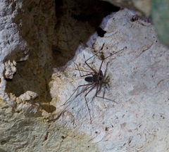 Paraphrynus chacmool