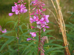 Xanthorhoe abrasaria