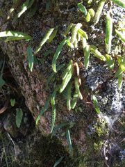 Pyrrosia linearifolia