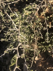 Lycium andersonii