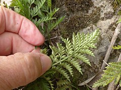 Asplenium appendiculatum appendiculatum