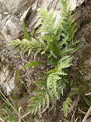 Asplenium appendiculatum appendiculatum