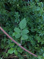 Rubus incanus