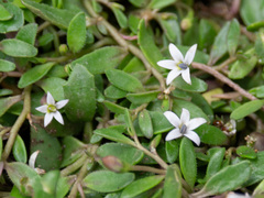 Lobelia irrigua