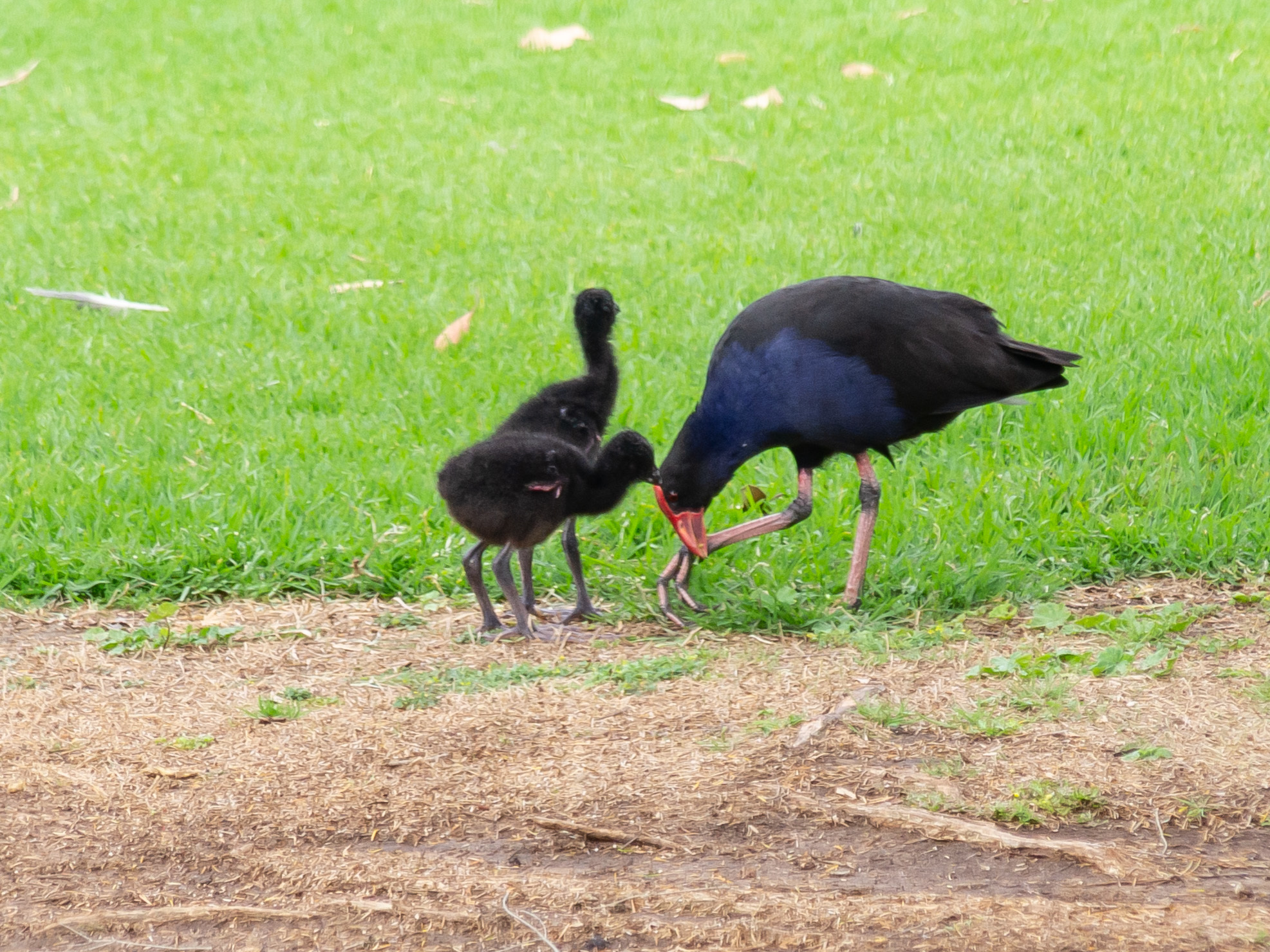 Australasian Swamphen illustration