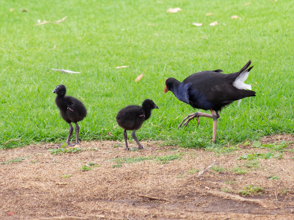 Australasian Swamphen