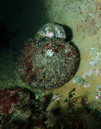 blacklip abalone