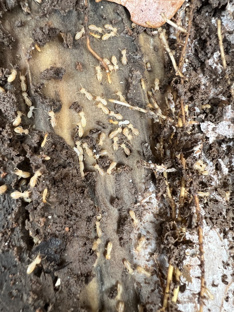 Schedorhinotermes from Palau, PW on June 16, 2023 at 0215 PM by