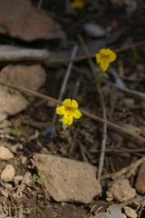 Erythranthe montioides