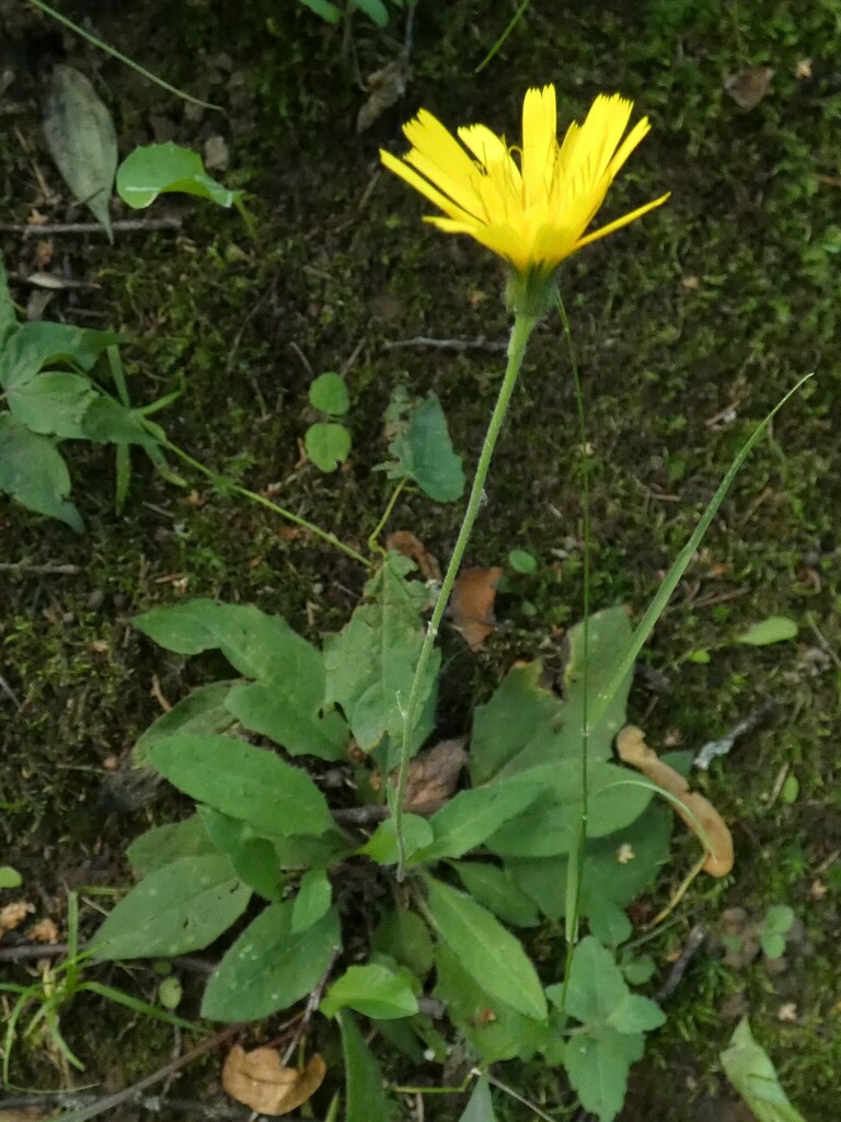 Hieracium subpellucidum