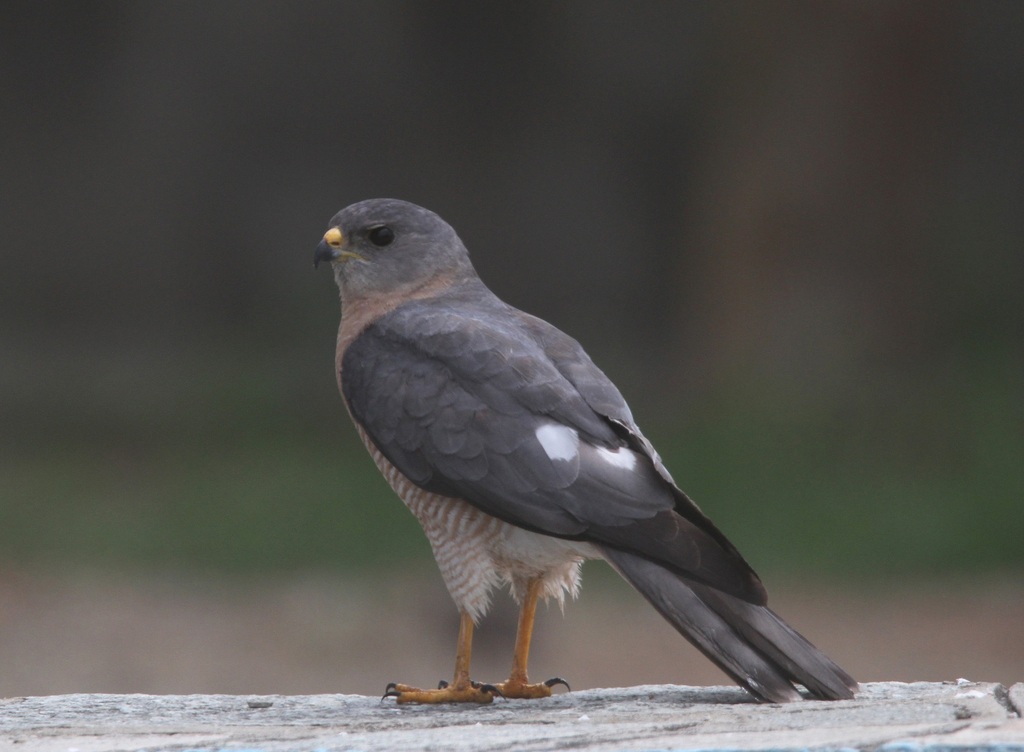 Levant Sparrowhawk, photo 1 of 8