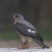 Levant Sparrowhawk - Photo (c) dimitriskokkinidis, some rights reserved (CC BY-NC)