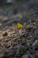 Erythranthe montioides