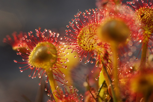 Drosera rotundifolia