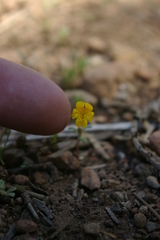 Erythranthe montioides