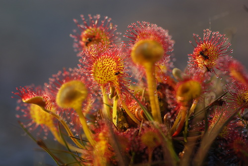 Drosera rotundifolia