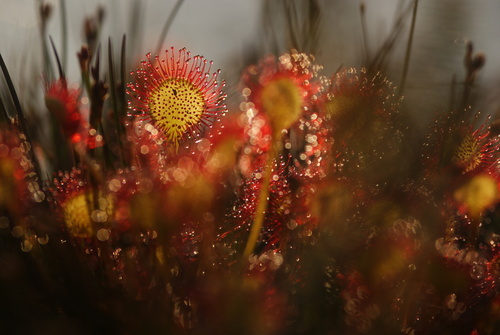 Drosera rotundifolia