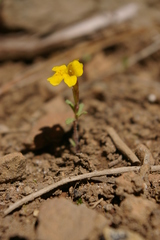Erythranthe montioides