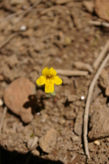 Erythranthe montioides