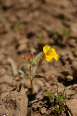 Erythranthe montioides