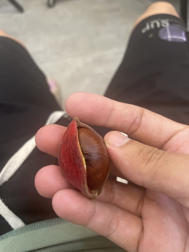 Sterculia monosperma