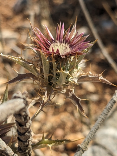 Carlina lanata (Carlina lanata)