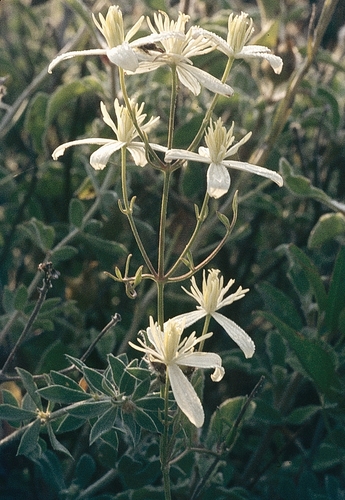 Brennende Waldrebe