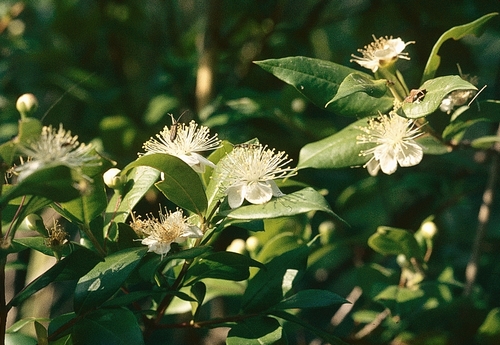 Myrtle