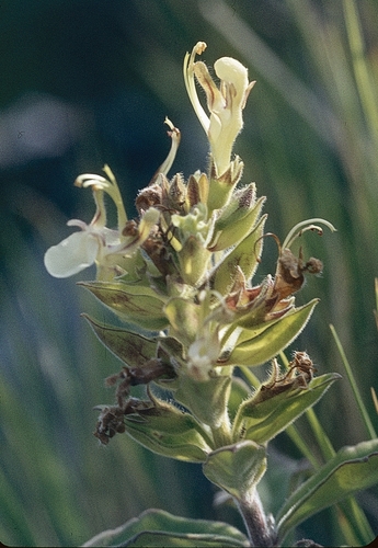 Yellow Germander