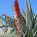 Tilt-head Aloe - Photo (c) Grant Forbes, some rights reserved (CC BY-NC), uploaded by Grant Forbes