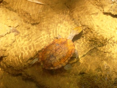 Hydromedusa maximiliani