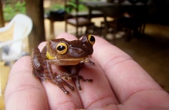 Caramaschi's Tree Frog photo 4