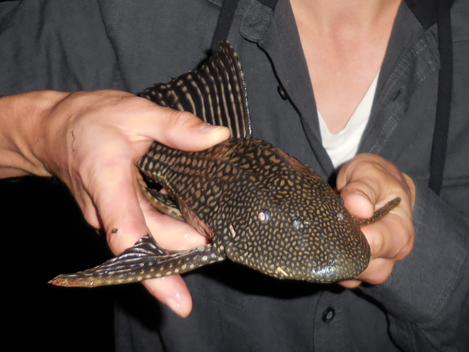 Snow King Pleco from Brevard County, US-FL, US on February 25, 2016 at ...