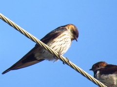 Cecropis striolata