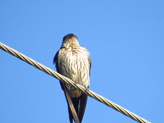 Cecropis striolata