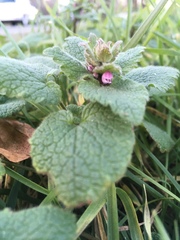Lamium purpureum purpureum