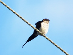 Cecropis striolata