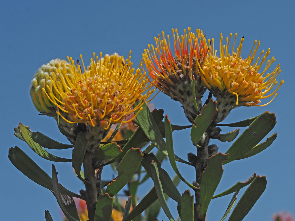 Albertinia Pincushion