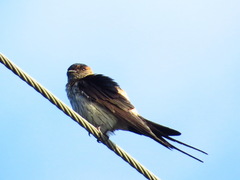 Cecropis striolata