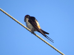 Cecropis striolata