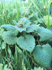 Lamium purpureum purpureum